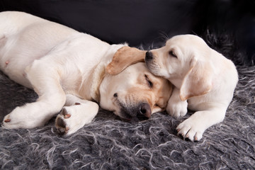 Labrador puppy sleeping with his mother