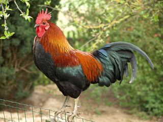 Stolzer Hahn in artgerechter Haltung