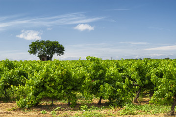 Fototapeta na wymiar Vineyard at summer in Languedoc-Roussillon