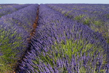 Fototapeta na wymiar Plateau de Valensole (Provence), lavender