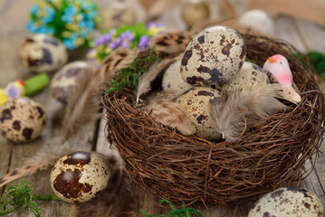 Quail eggs in a nest