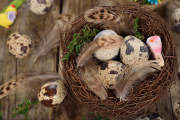 Quail eggs in a nest