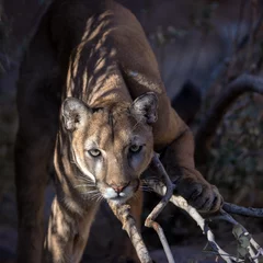 Papier Peint photo Lavable Puma Lion de montagne