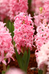 Fototapeta premium Pink hyacinth
