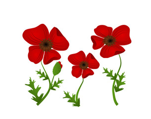 Red weed illustration