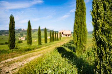 Cypress tree with row of trees around the path in the blurred background