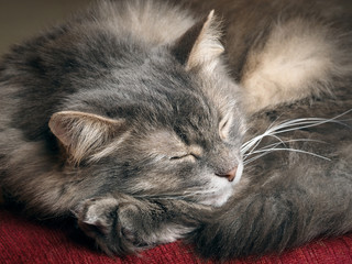 The cat is sleeping. Portrait of a sleeping cat largly. Cat resting. Cat gray, fluffy 