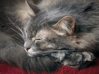 The cat is sleeping. Portrait of a sleeping cat largly. Cat resting. Cat gray, fluffy 
