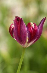 Purple tulips in the park