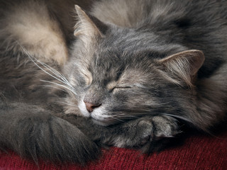 The cat is sleeping. Portrait of a sleeping cat largly. Cat resting. Cat gray, fluffy 