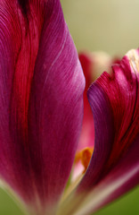 Purple tulips in the park