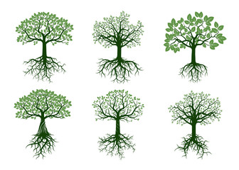 Set of Green Trees and Roots. Vector Illustration.