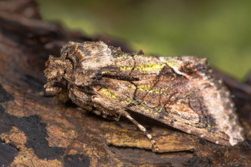Obraz premium Green-brindled crescent (Allophyes oxyacanthae) moth. An autumnal moth in the family Noctuidae, at rest on wood 