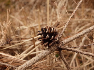 Naklejka na ściany i meble Small pine cones