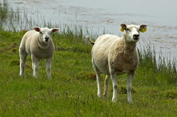 Mouton, race Texel,  Ovis aries, Ile Texel,  Pays Bas