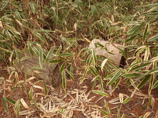 Rolling the fallen tree
