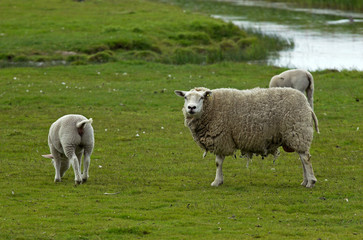 Mouton, race Texel,  Ovis aries, Ile Texel,  Pays Bas