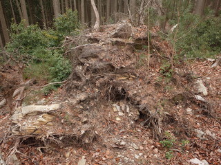Traces of the fallen tree