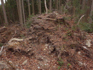 Traces of the fallen tree