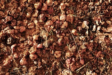 Rotten apples prepared as feed for farm animals
