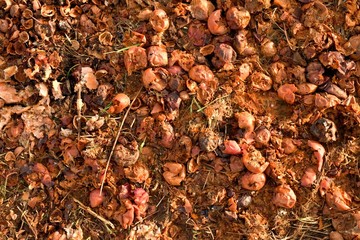 Rotten apples prepared as feed for farm animals