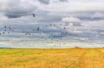 Cloudy sky and black birds