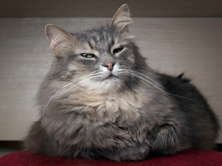 Emotional portrait of a cat. A cat with green eyes, large, gray and fluffy 