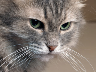 Emotional portrait of a cat. A cat with green eyes, large, gray and fluffy 