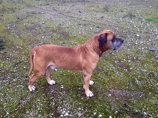 Boerboel, Burbull