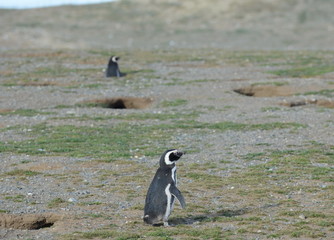 Magellanic Penguins (Spheniscus magellanicus) at the penguin sanctuary on Magdalena Island in the...