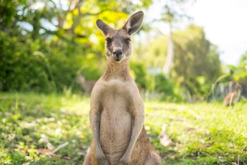 Abwaschbare Fototapete Känguru Känguru auf offenem Feld