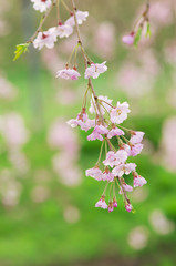 枝垂れ桜