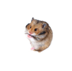 Brown Syrian hamster stands on his hind legs and pinche the nose