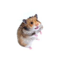 Brown Syrian hamster stands on his hind paws and showing tongue