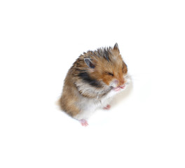 Brown Syrian hamster stands on his hind legs and pinche the nose