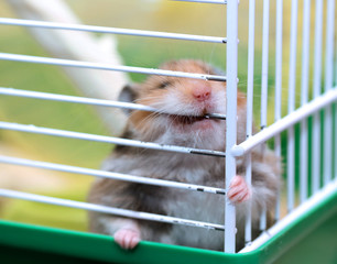 Brown Syrian hamster gnaws inside a cage