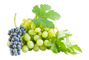 Obraz premium Ripe blue and green grapes