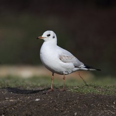 Seagull looking for food on the shore of the pond.