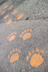 動物の足跡