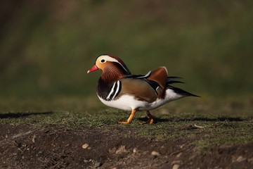 Mandarin duck (Aix galericulata) looking for food on the shore of the pond.