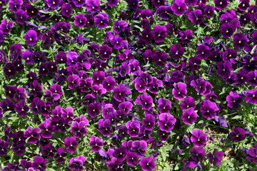 Pansy purple