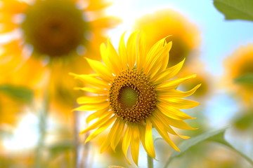 Obraz premium Sunflower