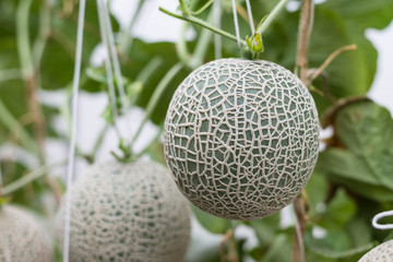 japan melon on melon tree