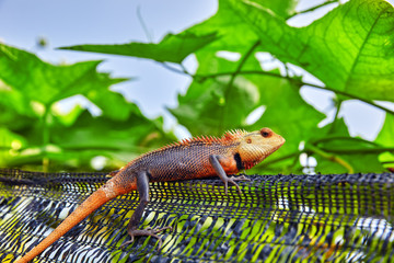 Cute lizard in the bushes of a tropical island, Maldives.