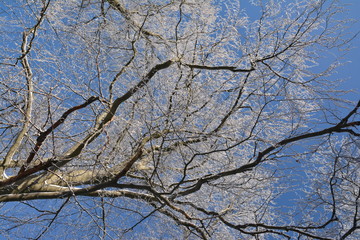 branch, frost, winter