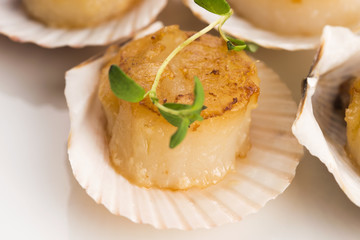 scallops