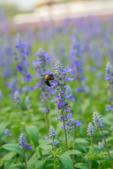 Obraz premium Insects on lavender