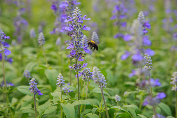 Insects on lavender