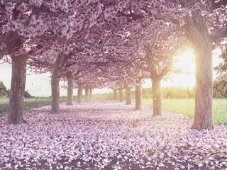 Fototapeta premium Rows of beautifully blossoming cherry trees