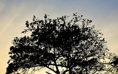 Tree Sunset at the Evening